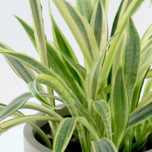 national PLANT NETWORK 10 in. Lauren Snake Plant HD2566 - The Home Depot
