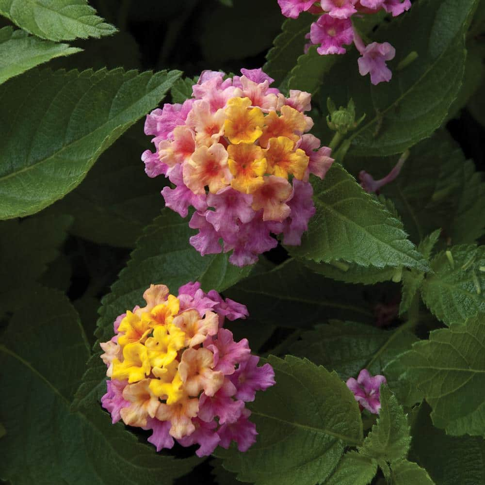 Altman Plants 1.5 Gal. #2 Yellow And Pink Lantana Plant 40854 - The 