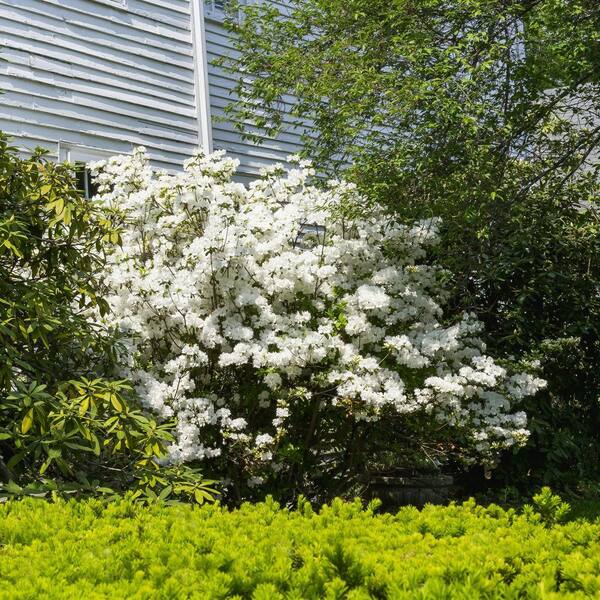 national PLANT NETWORK 1 Gal. Azalea Delaware Valley White