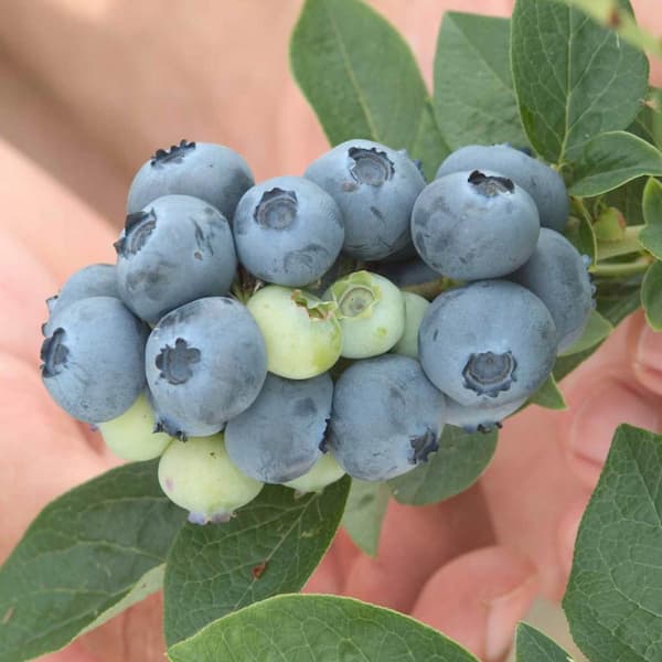 Gurney's Bluegold Blueberry Vaccinium Live Fruiting Bareroot Plant (1-Pack)