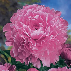 Sarah Bernhardt Peony (Paeonia), Live Bareroot Perennial Plant, Pink Flowering (1-Pack)