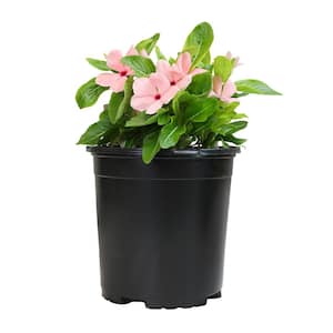 Pink Vinca Outdoor Garden Annual Plant in 2.5 qt. Grower Pot
