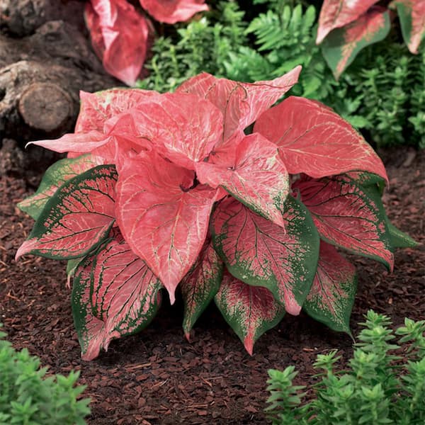 Van Zyverden Caladiums Strap Leaf Pink Symphony 3 Bulbs