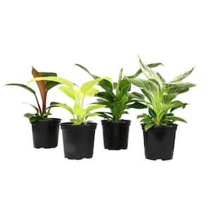 4.25 in. Philodendron Assortment (4-Pack)
