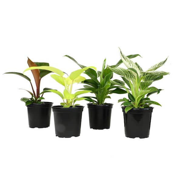 ALTMAN PLANTS 4.25 in. Philodendron Assortment (4-Pack)