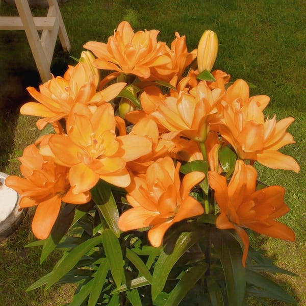 national PLANT NETWORK Bare Root Oriental Lily Looks Tiny Double