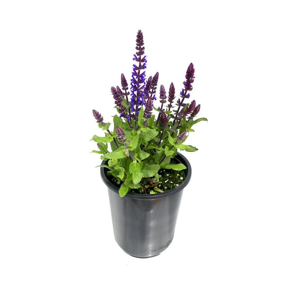 1.0 qt. Salvia Perennial Plant with Blue Flowers (1-Pack)