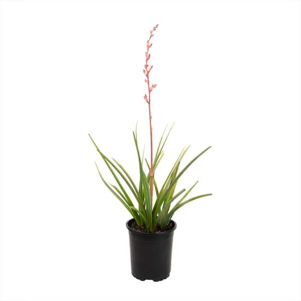 1 Gal. Hesperaloe Parviflora Red Yucca Color Plant