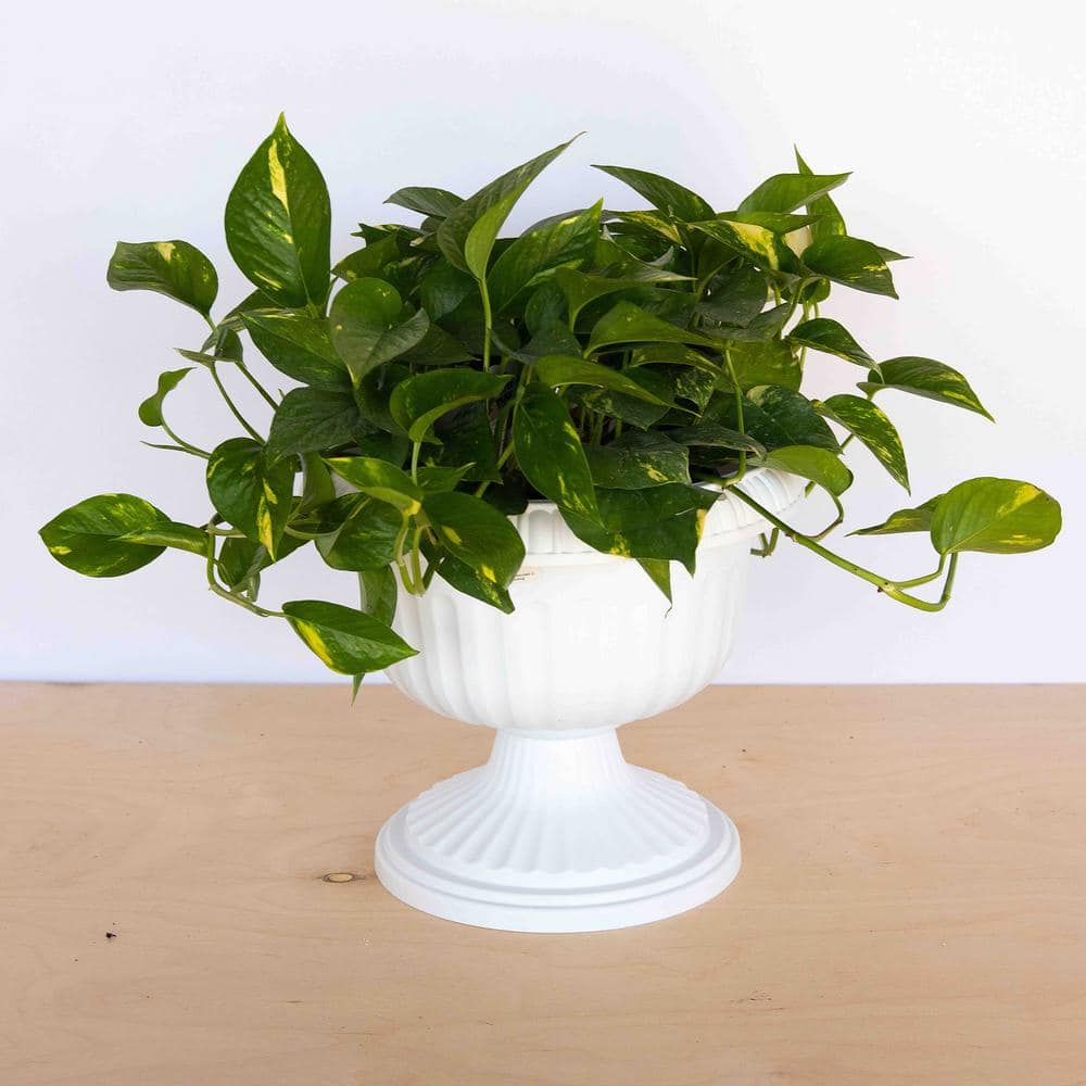 Casper White 18-inch Resin Grecian Urn Planter