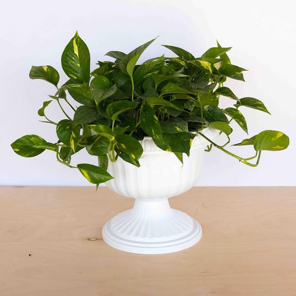 Grecian 18 in. Casper White Plastic Urn Planter