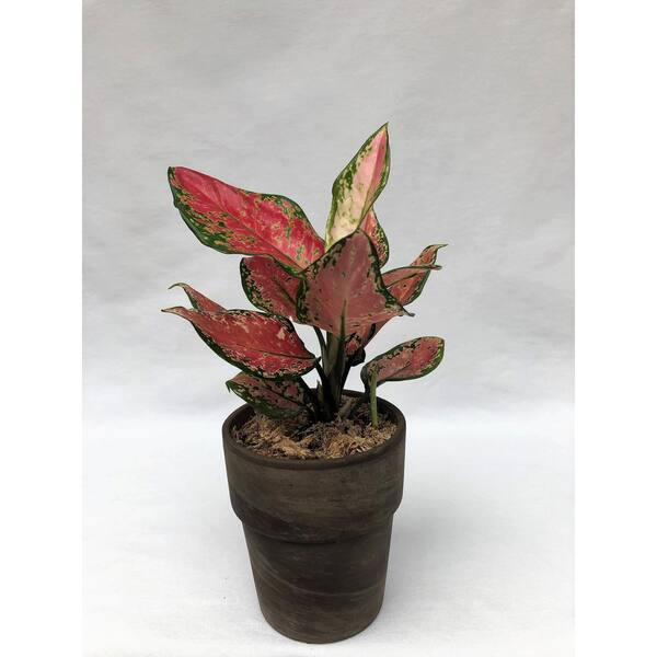 Unbranded 3.5 in. Aglaonema Venus in Grower Pot