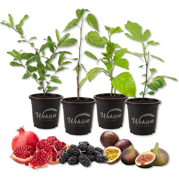 Wekiva Foliage Fruit Medley Variety (Pack-4) Live Plants in 4 in. Pots-Pomegranate, Passion Fruit, Fig Tree, and Mulberry