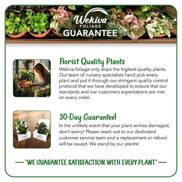 Wekiva Foliage Josephine Land Rose Bush 2-Live Starter Plants in 2