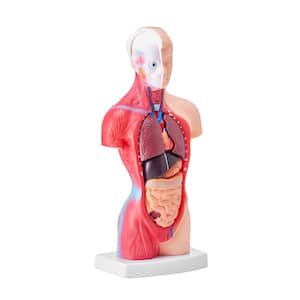 Human Body Model 11 in. Human Anatomy Model Anatomical Skeleton Model with Removable Organs, Educational Teaching Tool