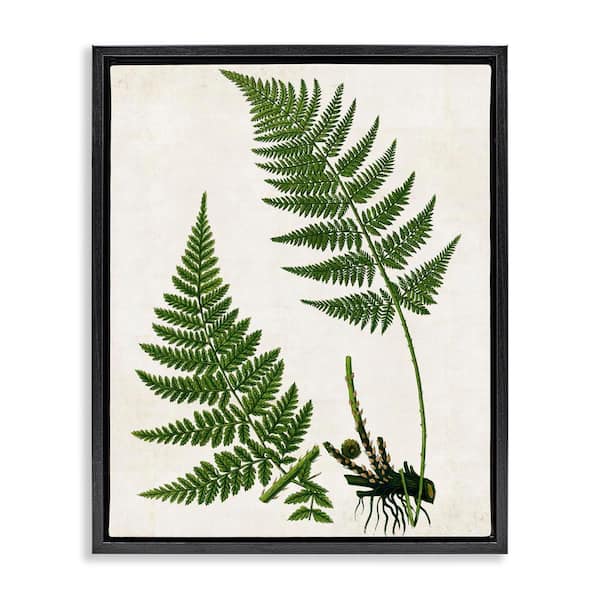 Stupell Industries Two Ferns Nature Study by Susan Arnot Black Floater Frame Nature Graphic Art Print 21 in. x 17 in.