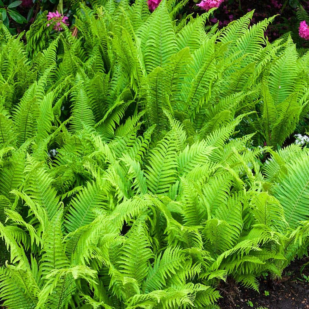 Ostrich Fern Dormant Bare Root Perennial Plant Roots (5-Pack)