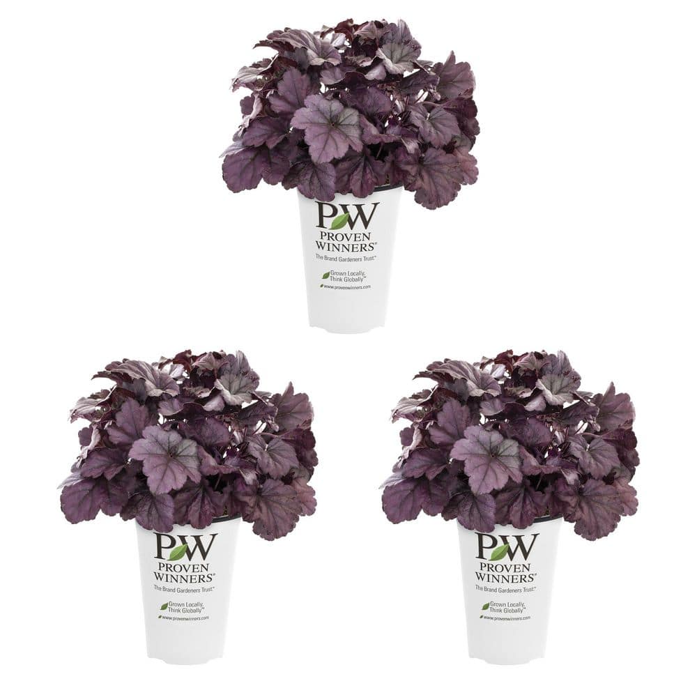 2.5 Qt. Proven Winners Heuchera Dolce Wildberry Perennial Plant (3-Pack) price history on PriceWatchPro