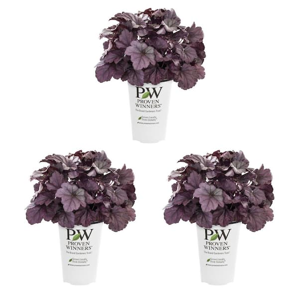 METROLINA GREENHOUSES 2.5 Qt. Proven Winners Heuchera Dolce Wildberry Perennial Plant (3-Pack)