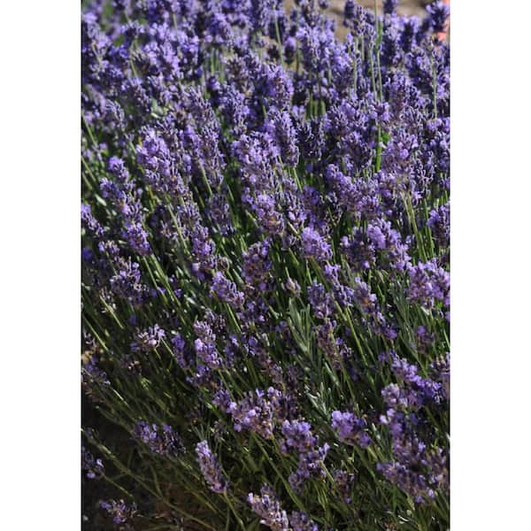 Unbranded 8 in. Lavender Tree Mojave Plant