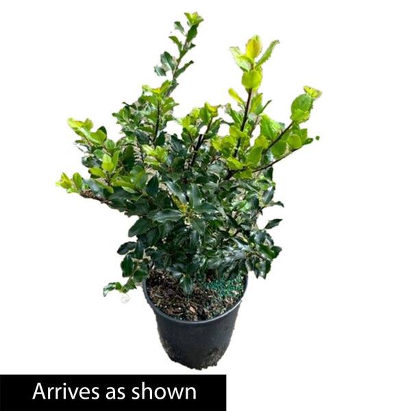 Spring Hill Nurseries 2.25 Gal. Pot Blue Prince Holly (Ilex