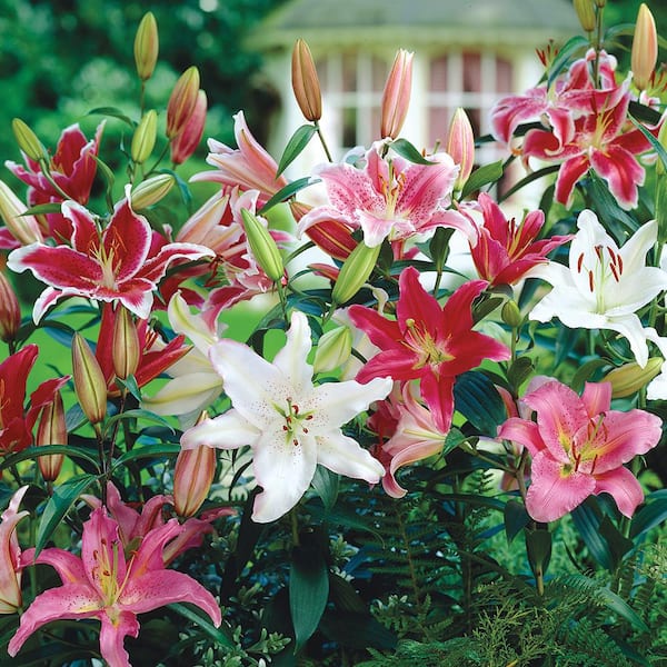 Breck S Multi Colored Oriental Lily Bulbs Mixture 5 Pack 88423 The Home Depot