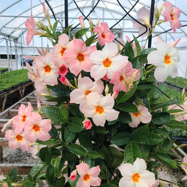 national PLANT NETWORK 1 Gal. Mandevilla Giant Peach Sunrise