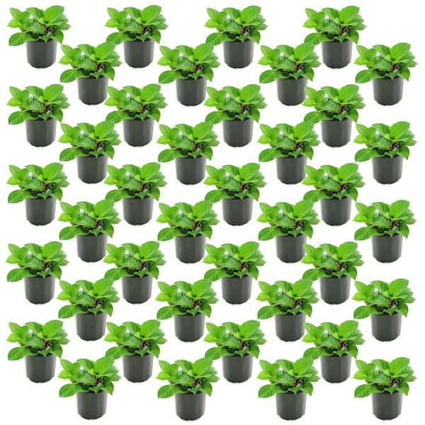 1 gal. Red Beauty Hydrangea Shrub with Red Flowers (40-Pack)