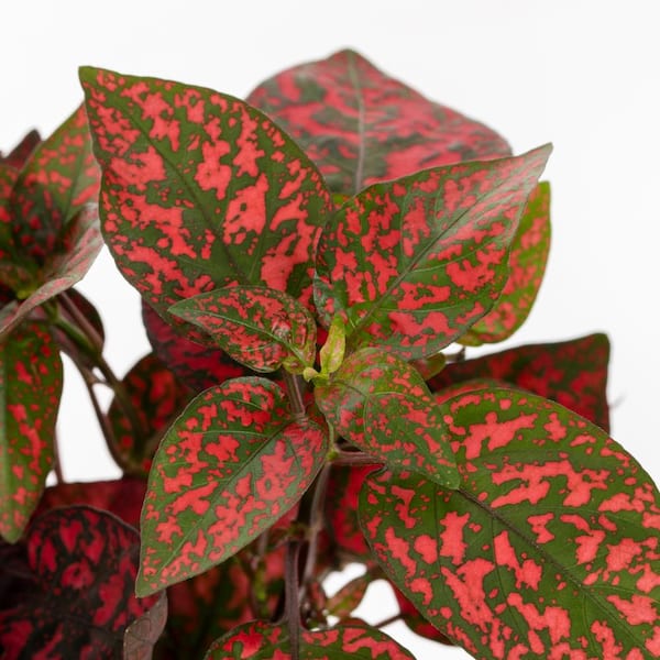 1-Pint Hypoestes Splash Select Red Polka Dot Plant Annual Plant (6-Pack)