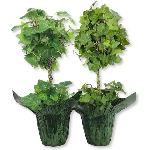 English Ivy Globe in Festive Holiday Cover 2-Pack-Green-2 Live Plants in 4 Inch Pots-Hedera Helix-Topiary Vine