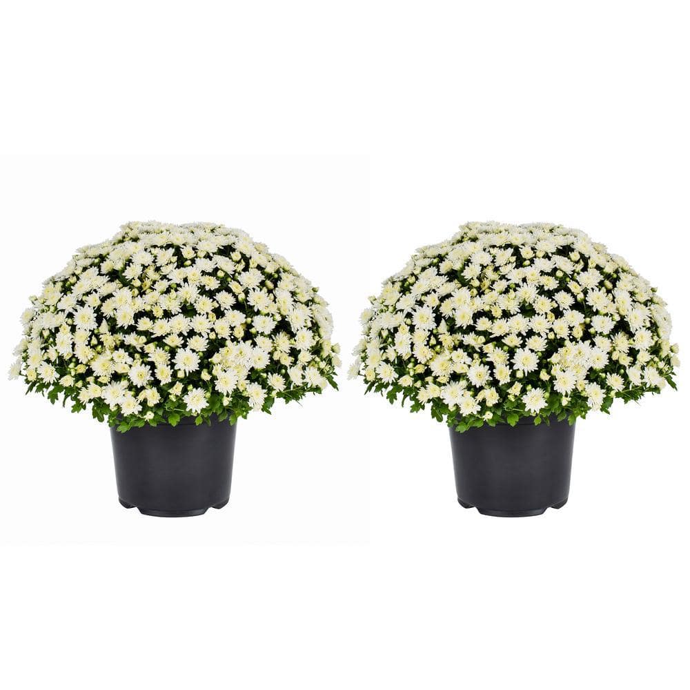 3 Qt. Live White Chrysanthemum (Mum) Plant for Fall Garden, Porch or Patio (2-Pack) -  METROLINA GREENHOUSES, 18444