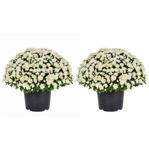 3 Qt. Live White Chrysanthemum (Mum) Plant for Fall Garden, Porch or Patio (2-Pack)