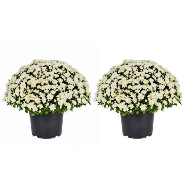 METROLINA GREENHOUSES 3 Qt. Live White Chrysanthemum (Mum) Plant for Fall Garden, Porch or Patio (2-Pack)