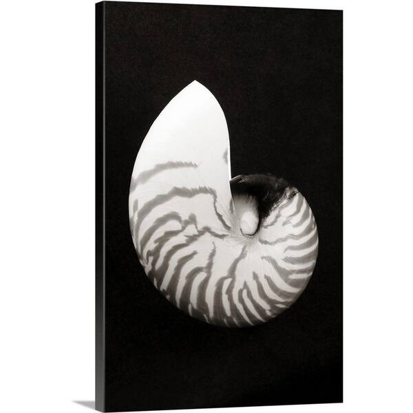 Greatbigcanvas Close Up Of Chambered Nautilus Shell On Black Background By Bill Brennan Canvas Wall Art 24 16x24 The Home Depot