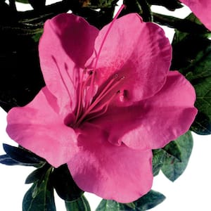 1 Gal. Autumn Carnival - Compact Re-Blooming Evergreen Shrub with Fluorescent Pink Blooms