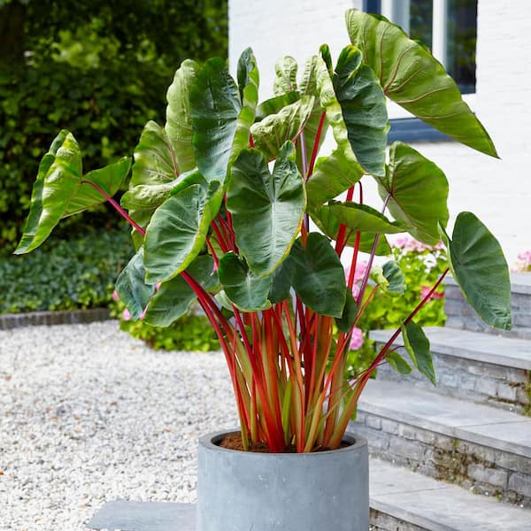 Garden State Bulb 7/9 in. Hawaiian Punch Elephant Ear Bulbs (Bag of 1)