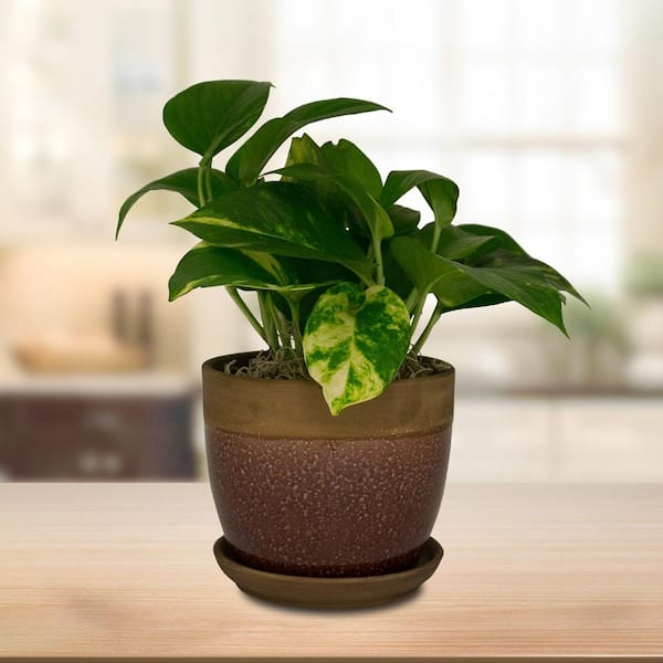 6 in. Dia Brown Geode Ceramic Planter