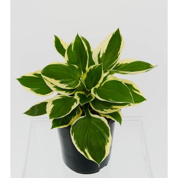 Unbranded 2.5 Qt. Hosta Patriot Perennial