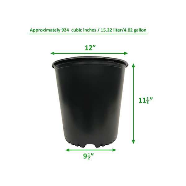 buy lucky bamboo Best Lucky Bamboo Plants main image 1
