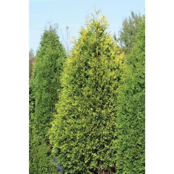 PROVEN WINNERS 3 Gal. Polar Gold Arborvitae (Thuja) Live Evergreen Shrub, Yellow Foliage