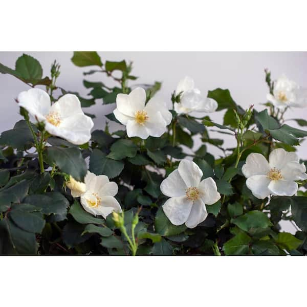 KNOCK OUT 2 Gal. White Knock Out Rose Bush with White Flowers 13215 - The  Home Depot