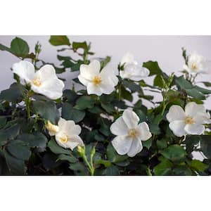 Dormant Bareroot White Knock Out Rose Bush with White Flowers