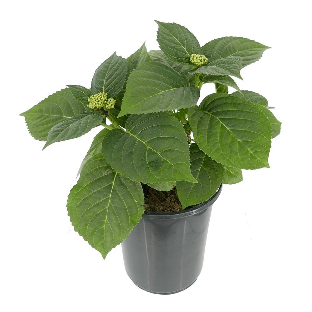 2.5 qt. Hydrangea macrophylla Jip Blue Perennial Plant with Blue Flowers - 