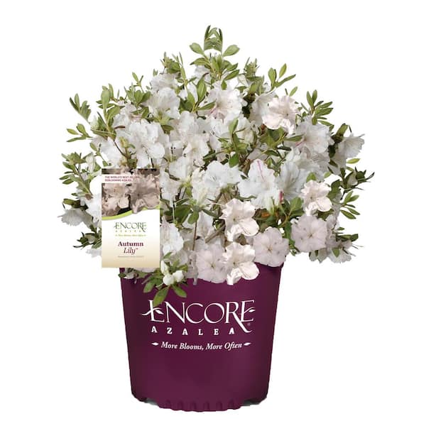 5 Gal. Autumn Lily Azalea Shrub with White Flowers
