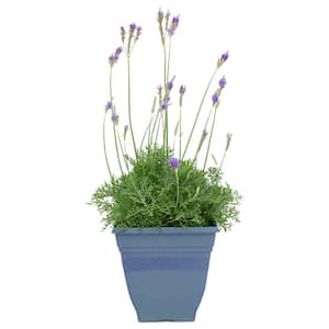 3.20 qt. Lavender Plant Purple Flower in 7.5 in. Deco Pot