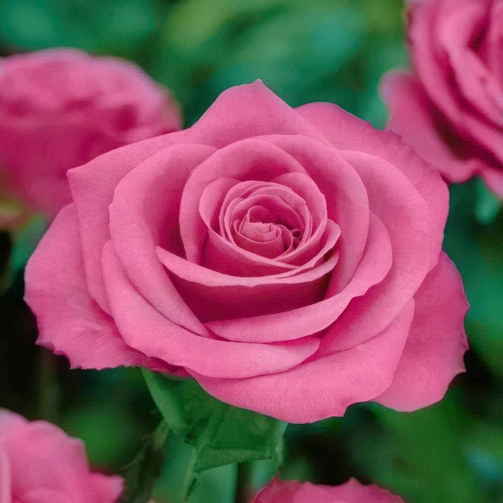 national PLANT NETWORK Bare Root Rose Curly Pink with Pink Flowers