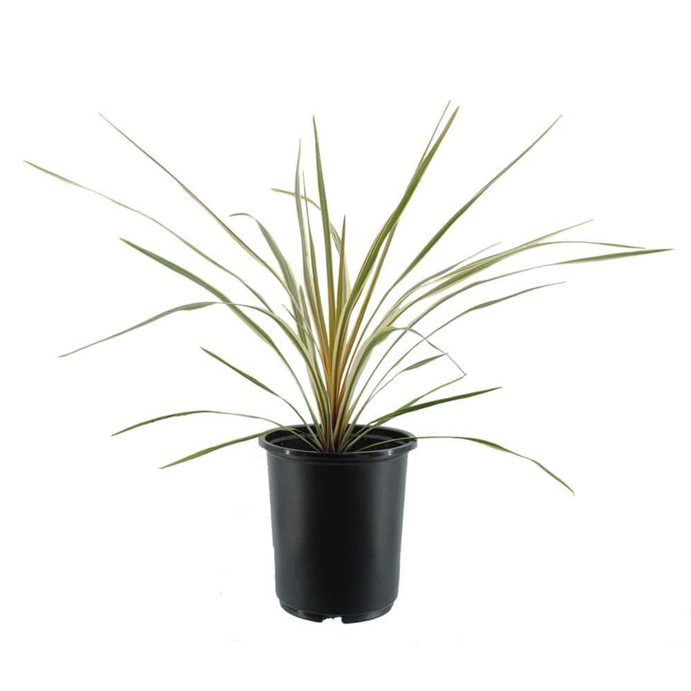 2.5 qt. Perennial Cordyline Dance Cha Cha 1 Pack 2473 The Home