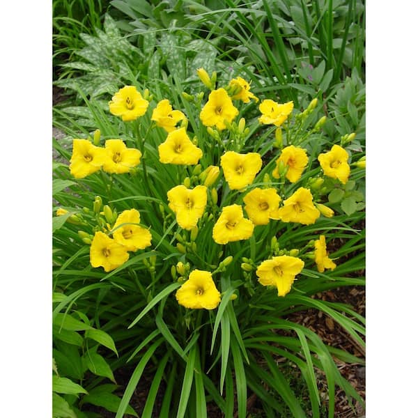 ALTMAN PLANTS Hemerocallis Yellow Daylily Garden Outdoor Plant in