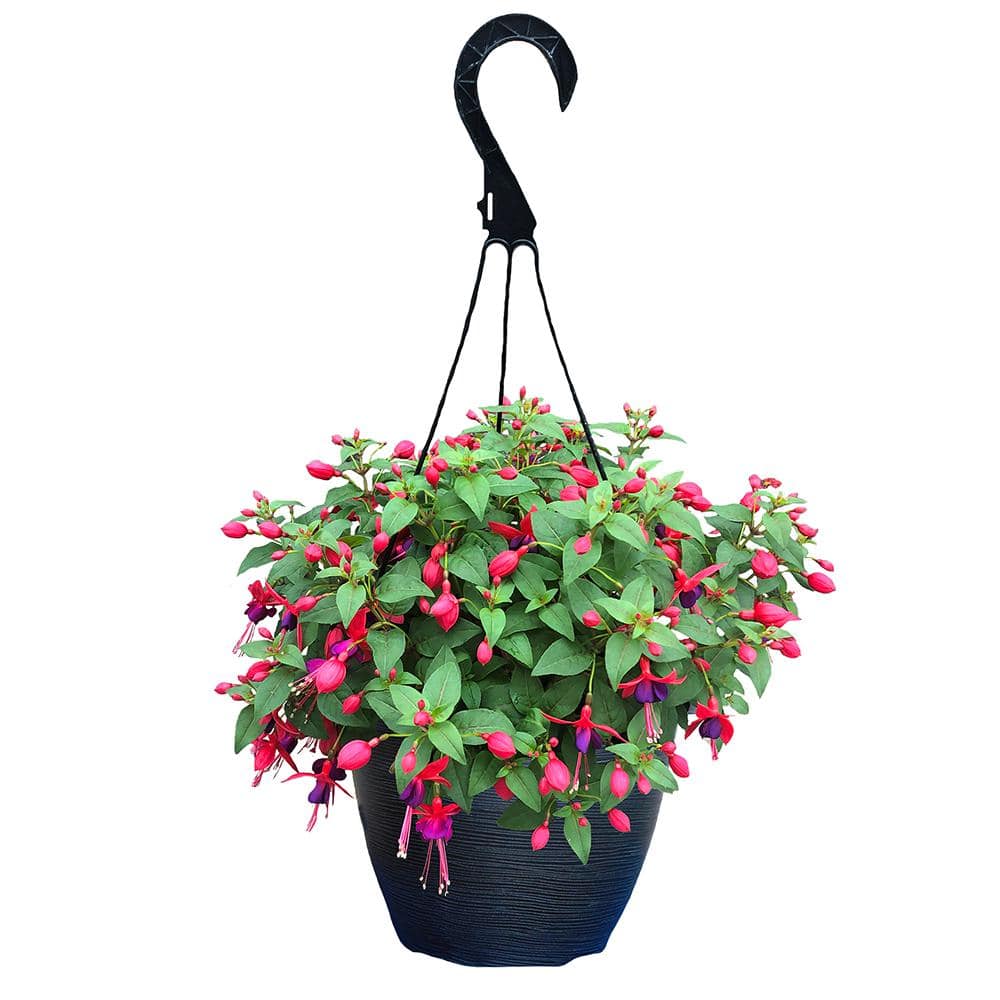 11 In Fuchsia Annual Hanging Basket With Vibrant Pink And Purple Blooms The Home Depot