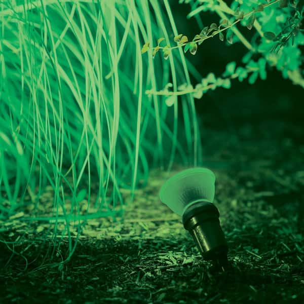 90-Watt Equivalent PAR 38 LED Flood in Green (1-Pack)