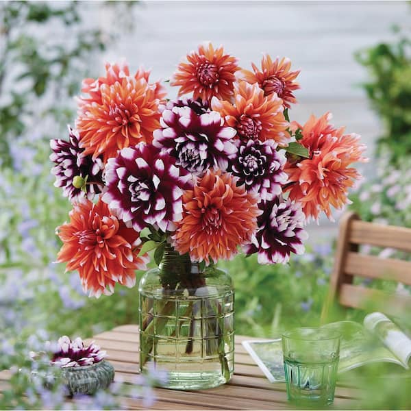 その他 Dahlia, Idyllic Dreamer CSR VAN ZYVERDEN Dahlias Spectral Mystery Blend Bulbs Set of 7